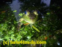 /home//u458753944/public_html/sourcegallery//Frogs/More bullfrogs/P1080931.JPG